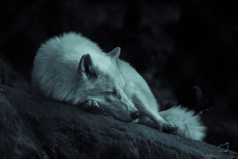 Lobo no inverno