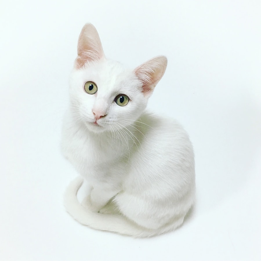 Gato — retrato felino natural