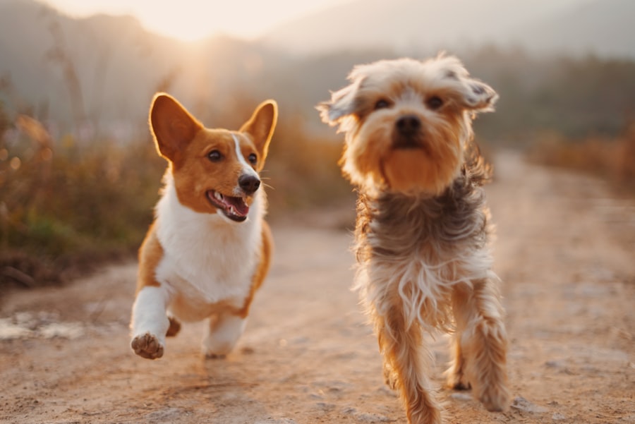 Cão de caça em ação