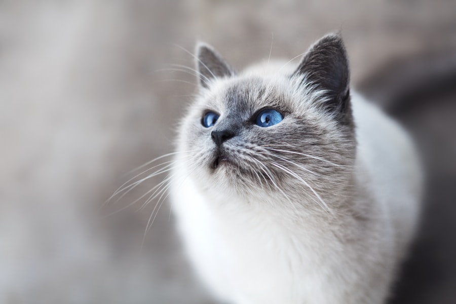 Gato com olhar intenso — retrato felino