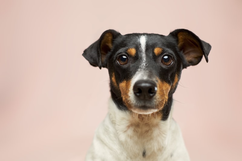 Cão num ambiente urbano