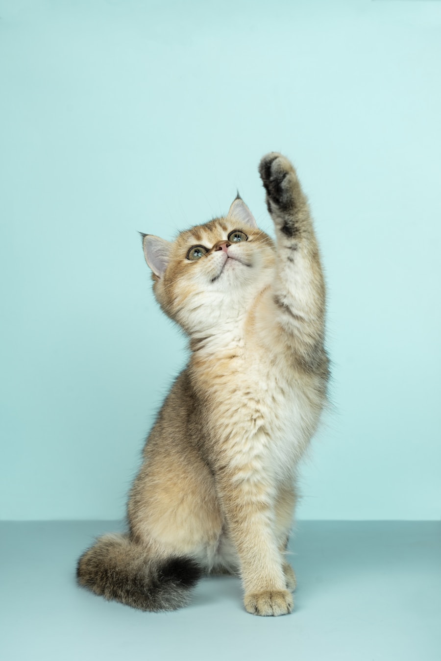 Gato em posição de espreita — instinto de caça