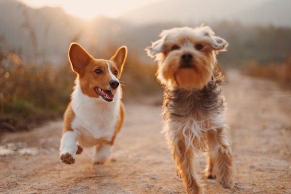 Cão a correr