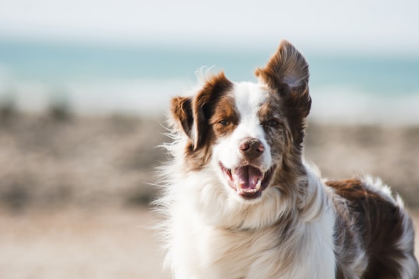 Retrato de cão