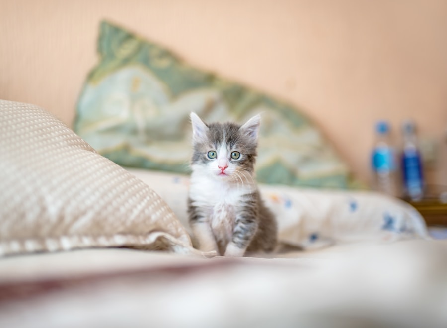 Gato doméstico contemporâneo em casa