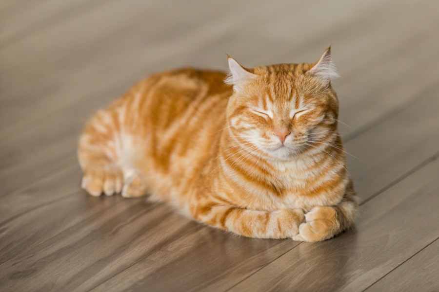 Gato tabby selvagem — ancestral do gato doméstico