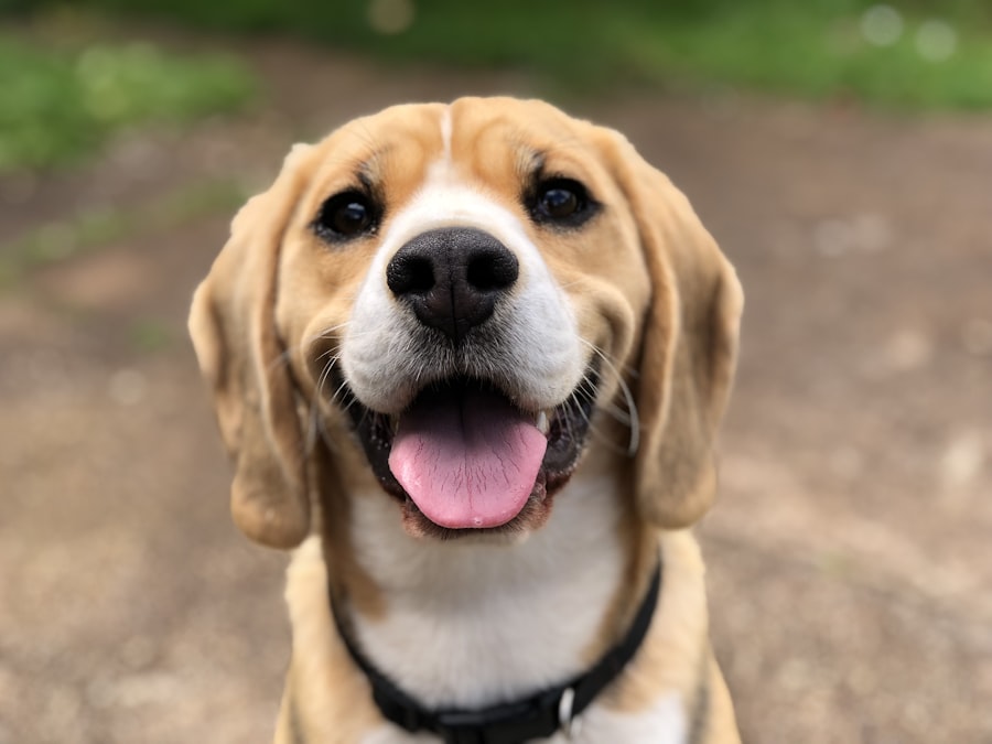 Cão dourado