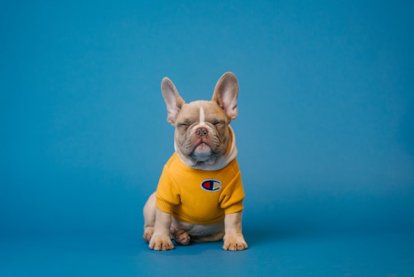 Cachorro